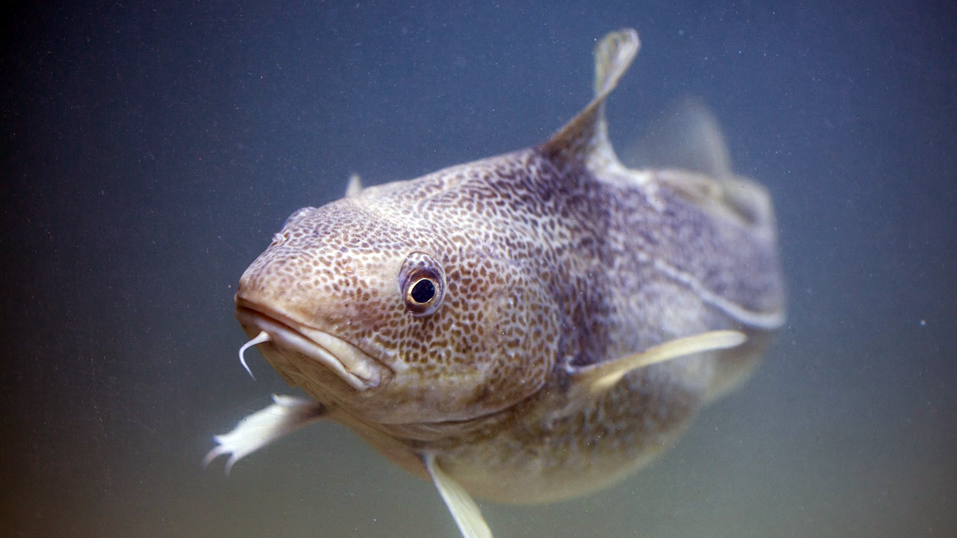 Learn about the Skrei at Lofotakvariet